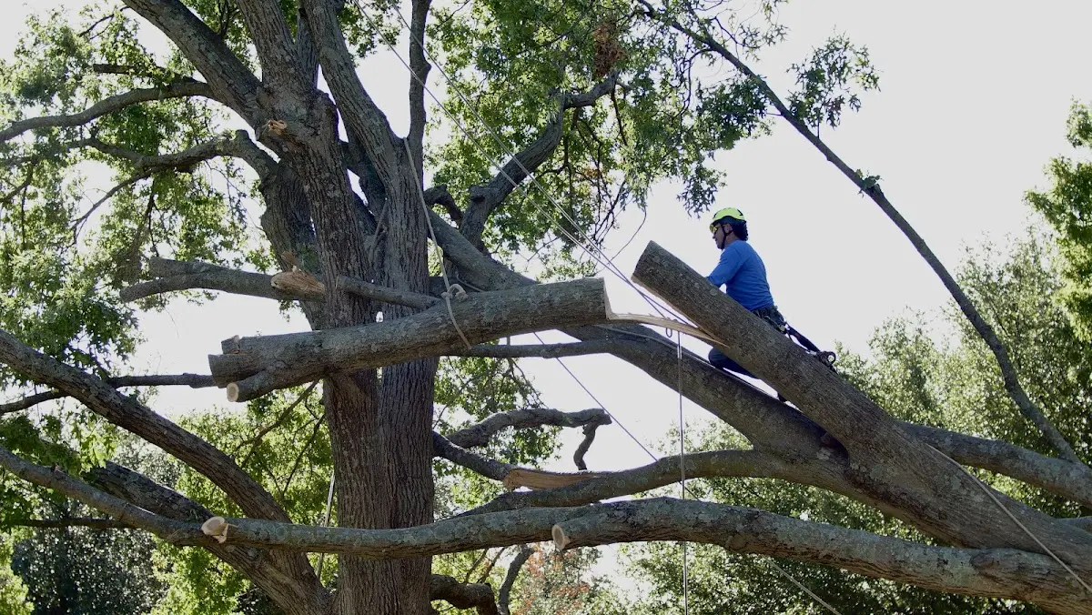 Professional Crown Thinning performed by certified arborists in Perkasie