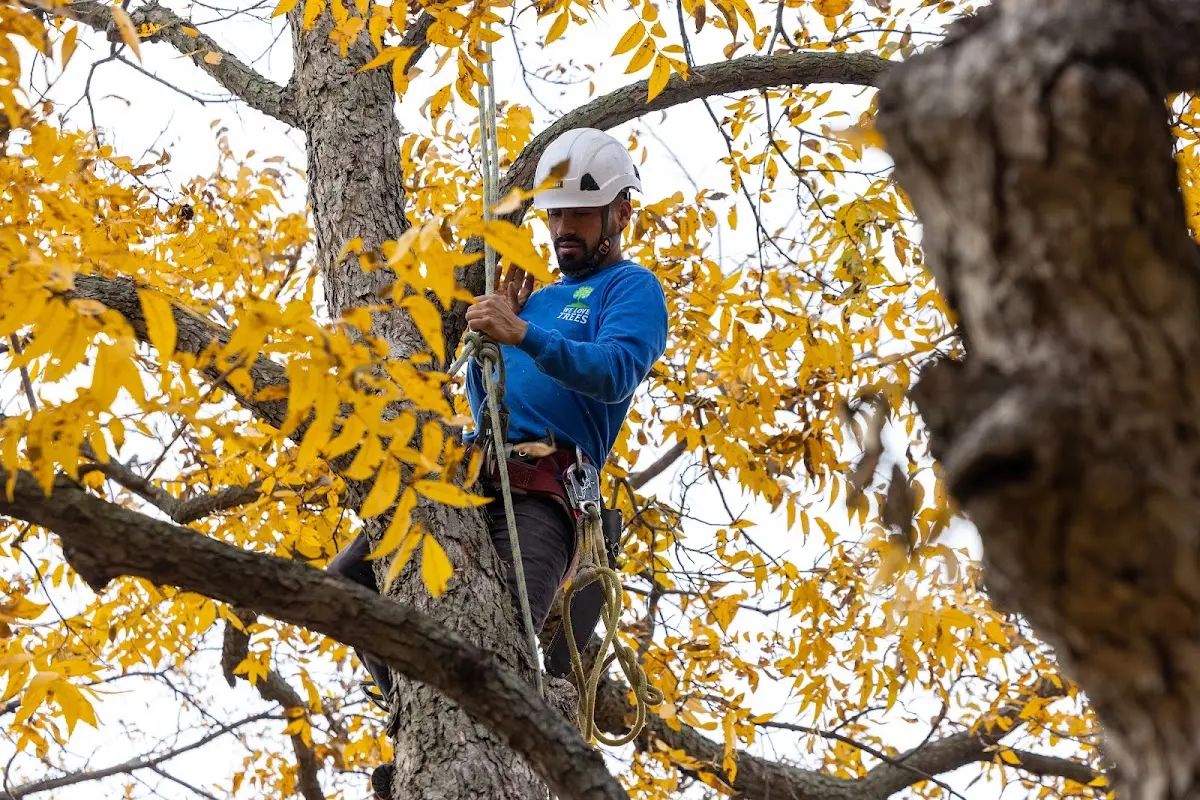 Skilled Tree Planing crew working in Perkasie